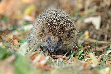 FS社新作《Spellbound》或将于2025年发售！